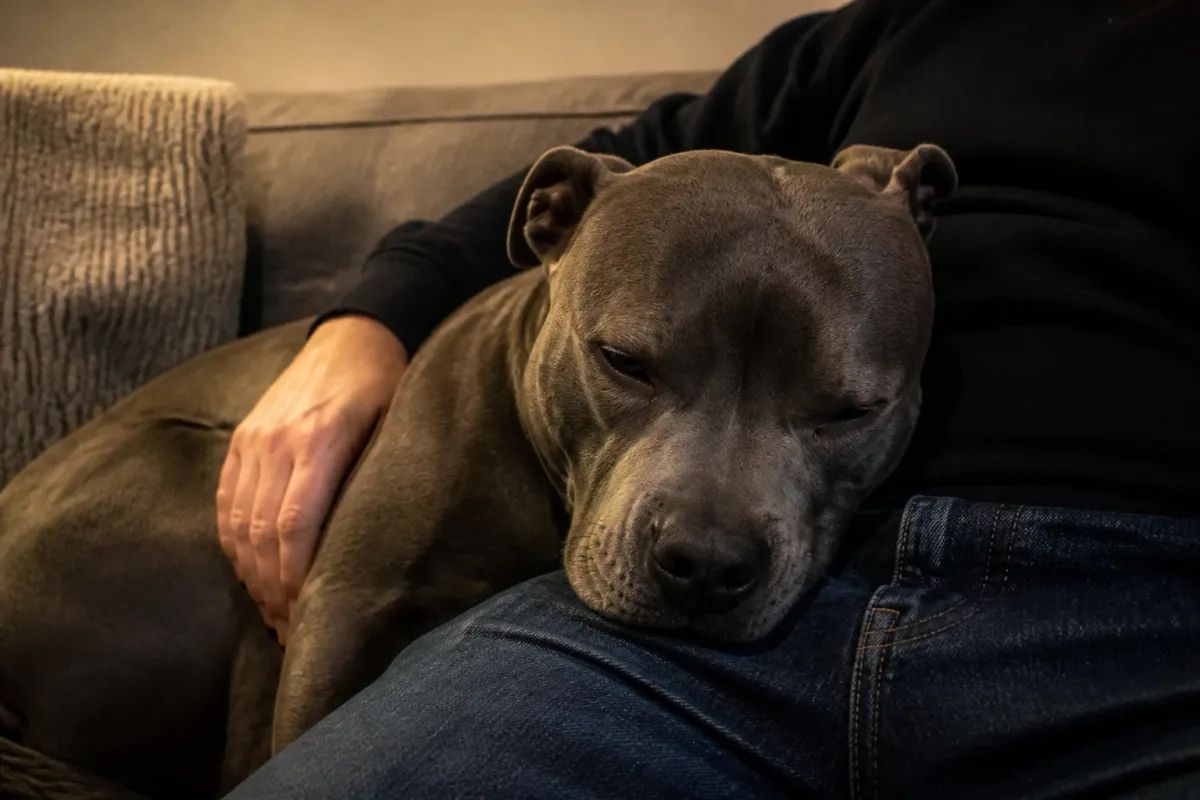 A grey staffy resting its head on its owner’s lap