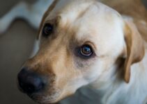 Why Consider Cannabidiol For Your Dog'S Separation Woes?