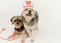 13 Veterinary Insights On Cbd For Dog Anxiety