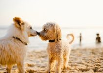 Nongmo Cbd Benefits For Happy Dogs