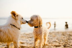 Nongmo Cbd Benefits For Happy Dogs